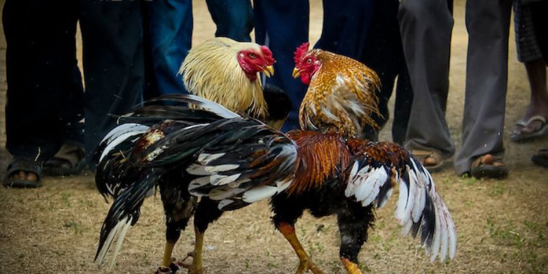 Chọi kê khu vực miền Bắc