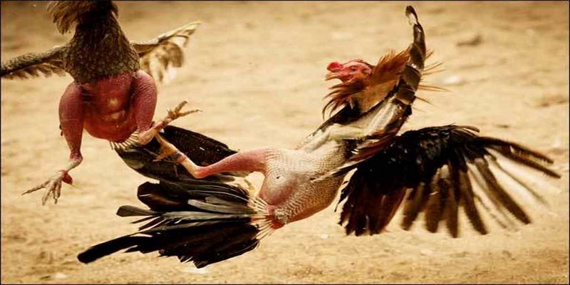 Chọi gà đòn là phương thức giải trí truyền thống, lâu đời